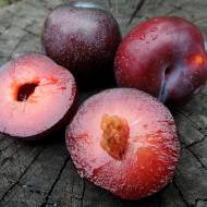 Саженец Слива (диплоидная) Лерри Энн